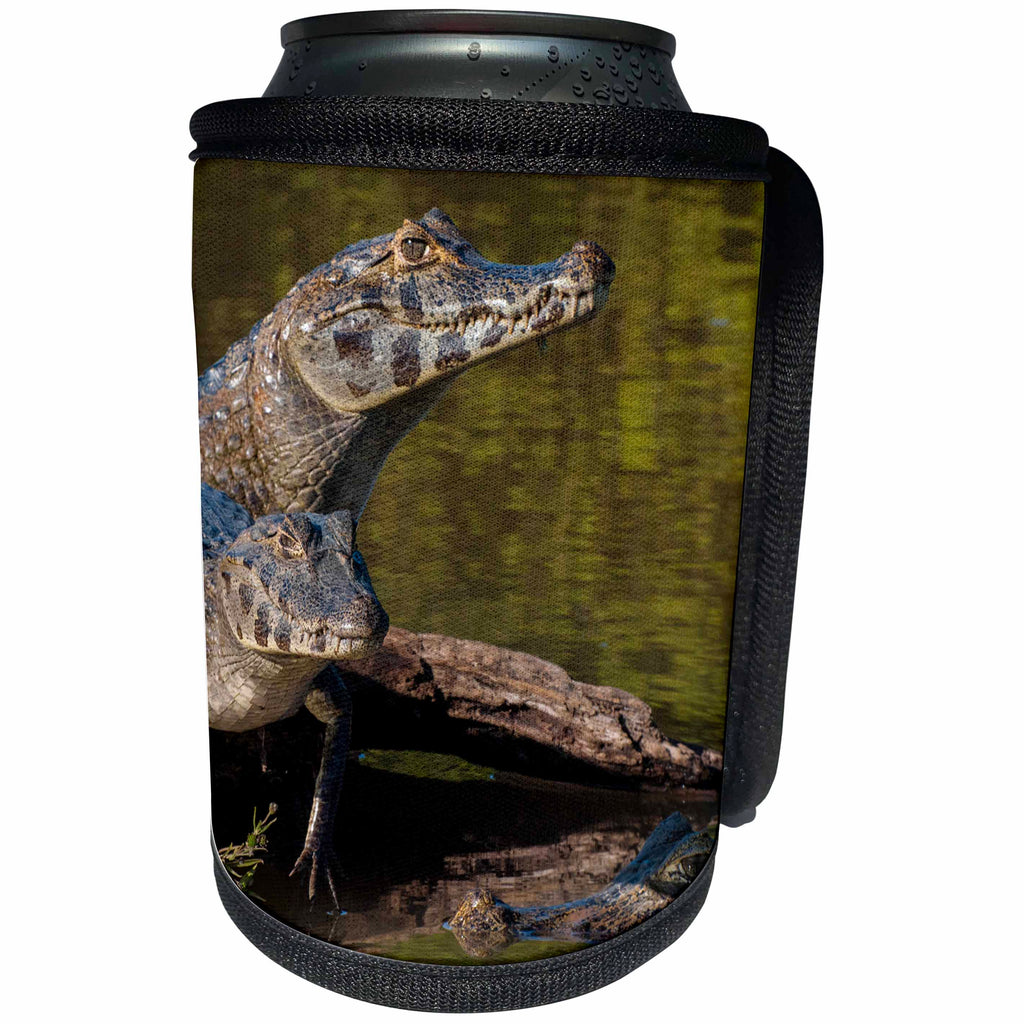 3dRose Danita Delimont - Reptiles - Brazil, Cuiaba River, Pantanal Wetlands, Three Yacare Caiman. - Can Cooler Bottle Wrap (cc_258385)