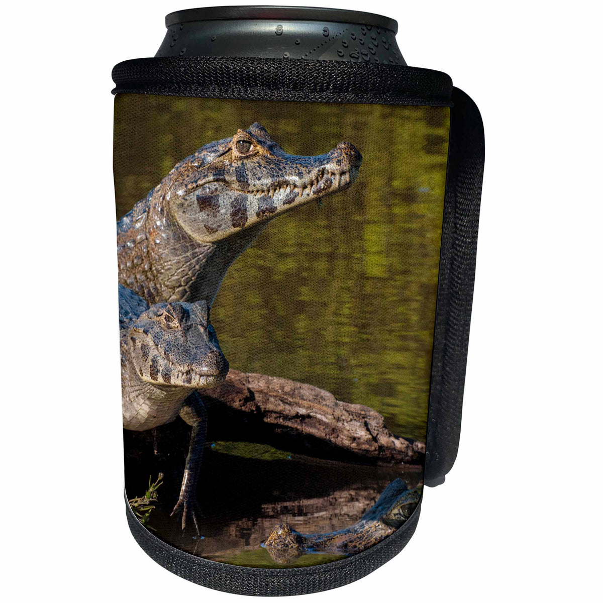 3dRose Danita Delimont - Reptiles - Brazil, Cuiaba River, Pantanal Wetlands, Three Yacare Caiman. - Can Cooler Bottle Wrap (cc_258385)