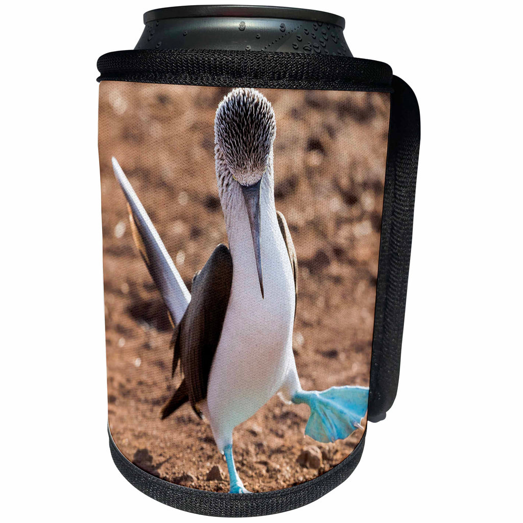 3dRose Danita Delimont - Birds - Ecuador, Galapagos, North Seymour Island. Blue-footed booby displaying - Can Cooler Bottle Wrap (cc_258391)