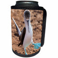 3dRose Danita Delimont - Birds - Ecuador, Galapagos, North Seymour Island. Blue-footed booby displaying - Can Cooler Bottle Wrap (cc_258391)