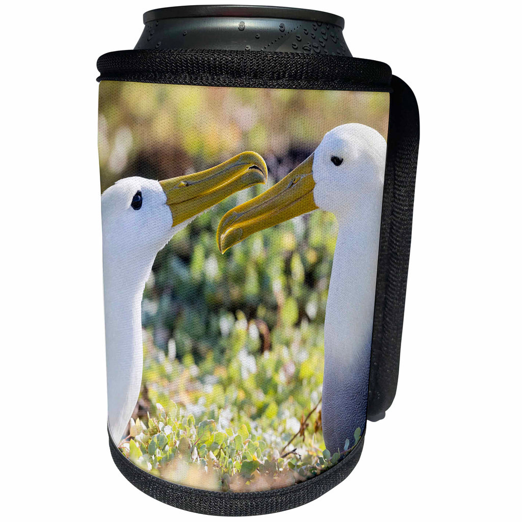 3dRose Danita Delimont - Birds - Ecuador, Galapagos, Espanola, Punta Suarez. Waven albatrosses pair. - Can Cooler Bottle Wrap (cc_258393)