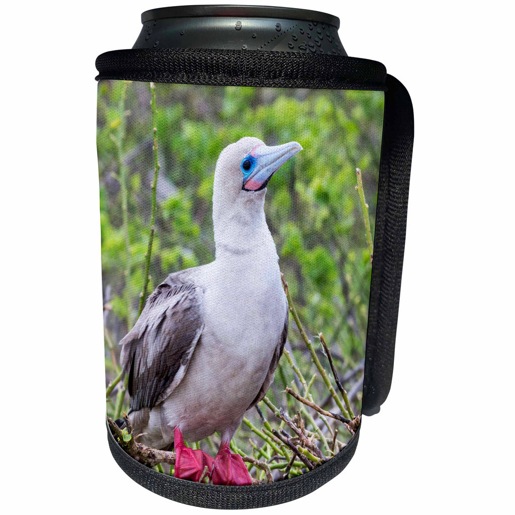 3dRose Danita Delimont - Birds - Ecuador, Galapagos, Darwin Bay Beach, Red-footed booby perching. - Can Cooler Bottle Wrap (cc_258395)