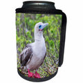 3dRose Danita Delimont - Birds - Ecuador, Galapagos, Darwin Bay Beach, Red-footed booby perching. - Can Cooler Bottle Wrap (cc_258395)