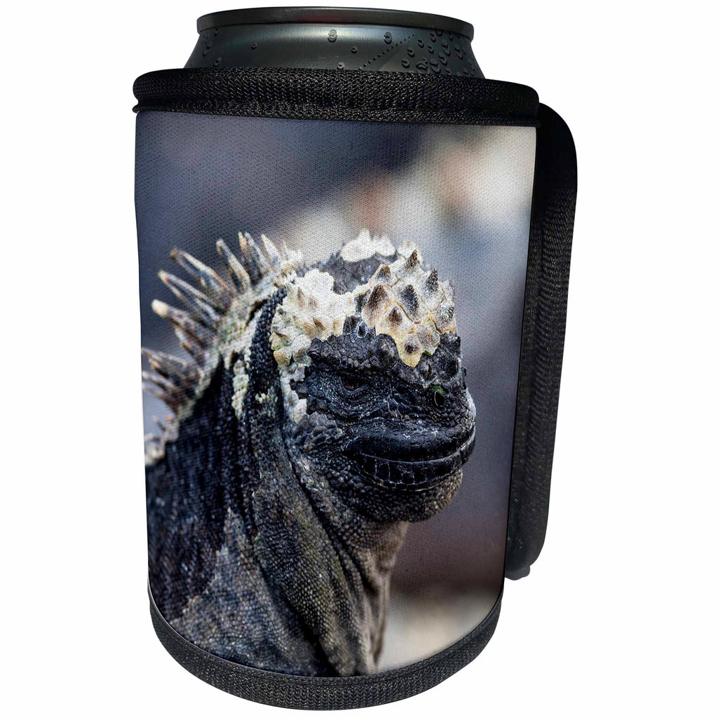 3dRose Danita Delimont - Reptiles - Ecuador, Galapagos, Punta Espinoza. Marine iguana head portrait. - Can Cooler Bottle Wrap (cc_258400)