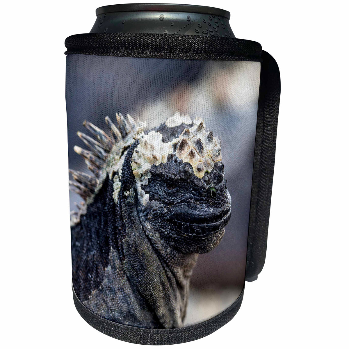 3dRose Danita Delimont - Reptiles - Ecuador, Galapagos, Punta Espinoza. Marine iguana head portrait. - Can Cooler Bottle Wrap (cc_258400)