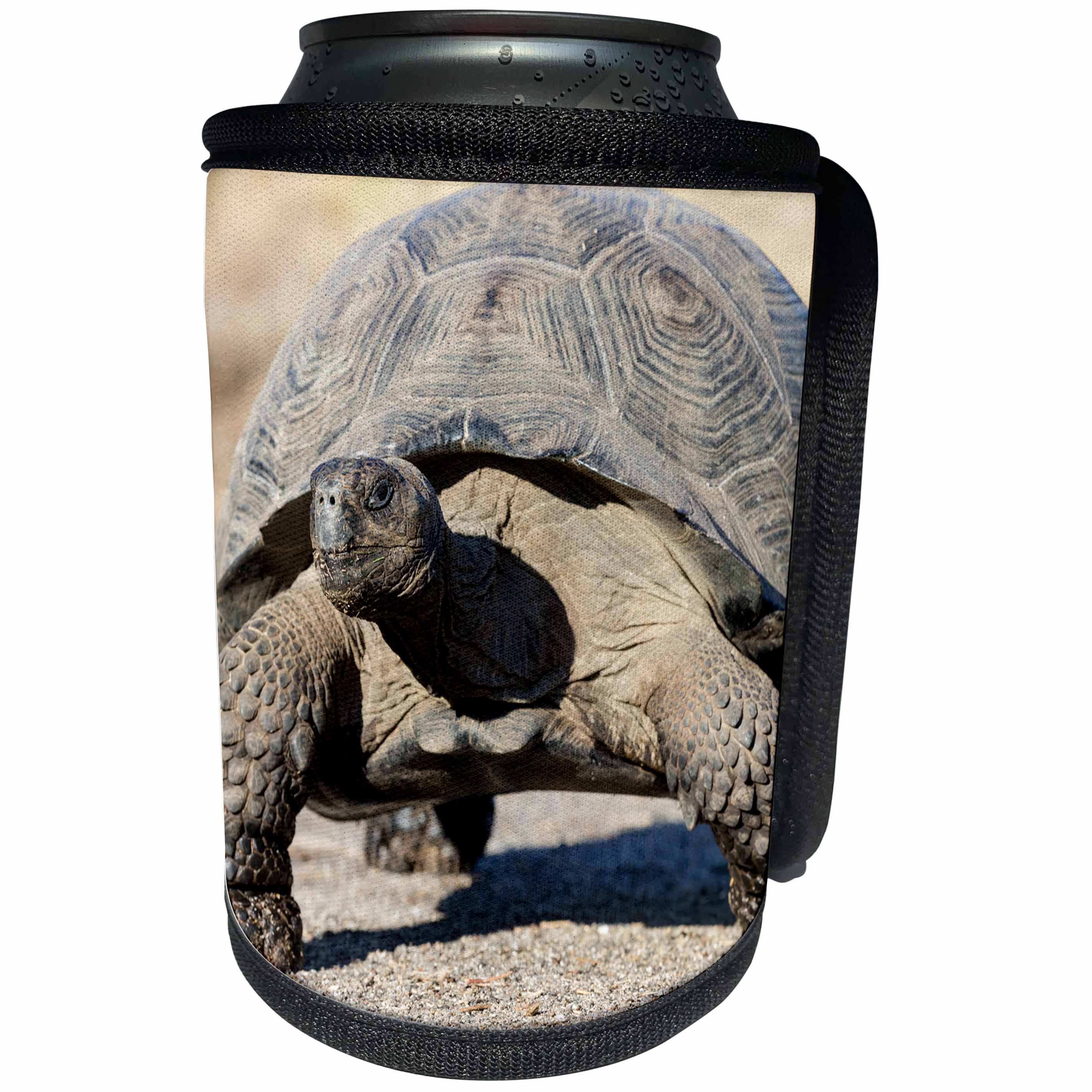 3dRose Danita Delimont - Reptiles - Ecuador, Galapagos, Urvina Bay, Galapagos giant tortoise walking. - Can Cooler Bottle Wrap (cc_258405)