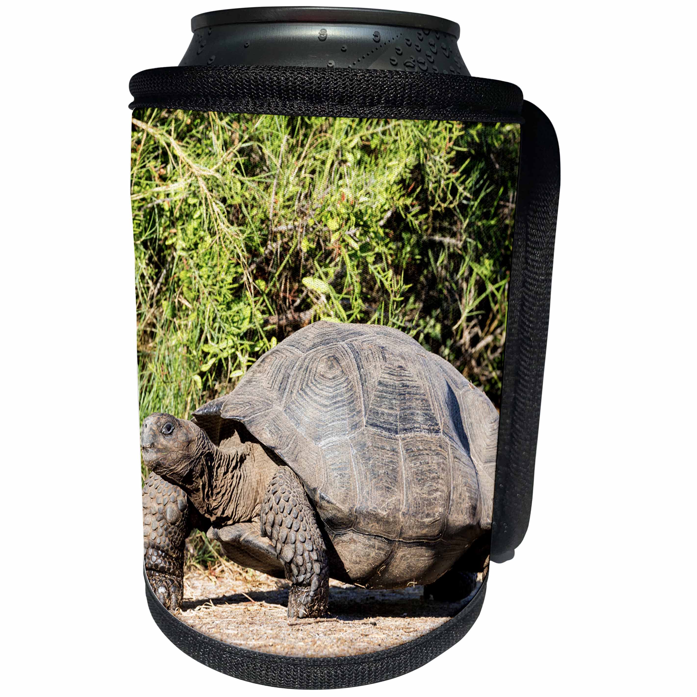 3dRose Danita Delimont - Reptiles - Ecuador, Galapagos, Isabela, Urvina Bay, Galapagos giant tortoise. - Can Cooler Bottle Wrap (cc_258406)