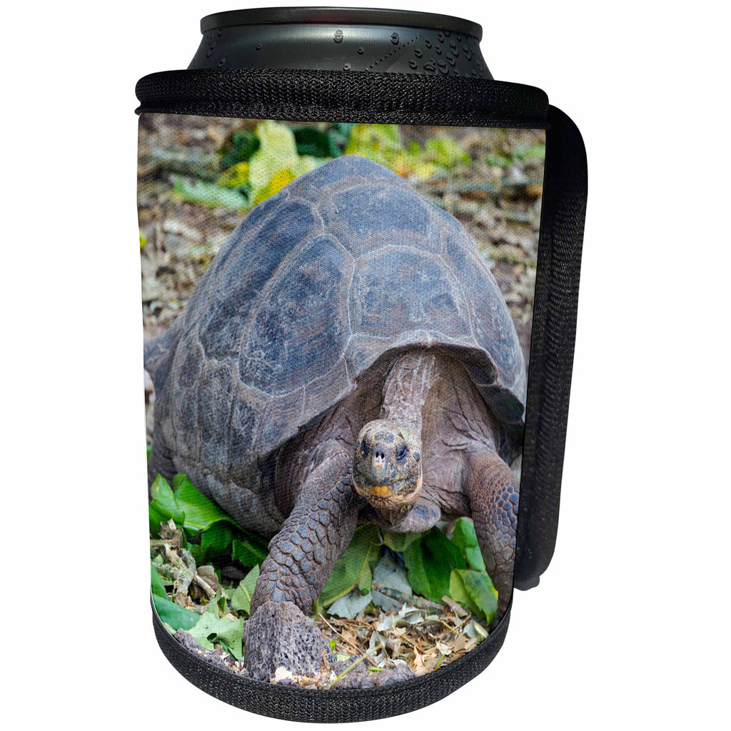 3dRose Danita Delimont - Reptiles - Ecuador, Galapagos, Santa Cruz, Puerto Ayora, Galapagos giant tortoise - Can Cooler Bottle Wrap (cc_258411)