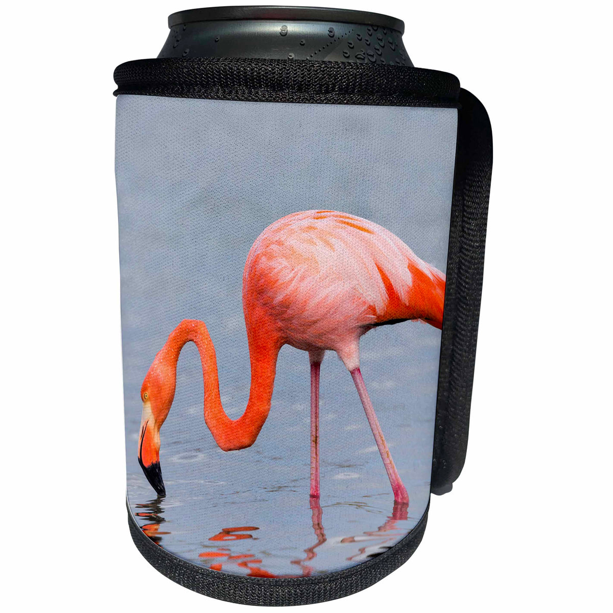 3dRose Danita Delimont - Birds - Ecuador, Galapagos, Floreana, Punta Cormoran, greater flamingo feeding - Can Cooler Bottle Wrap (cc_258413)