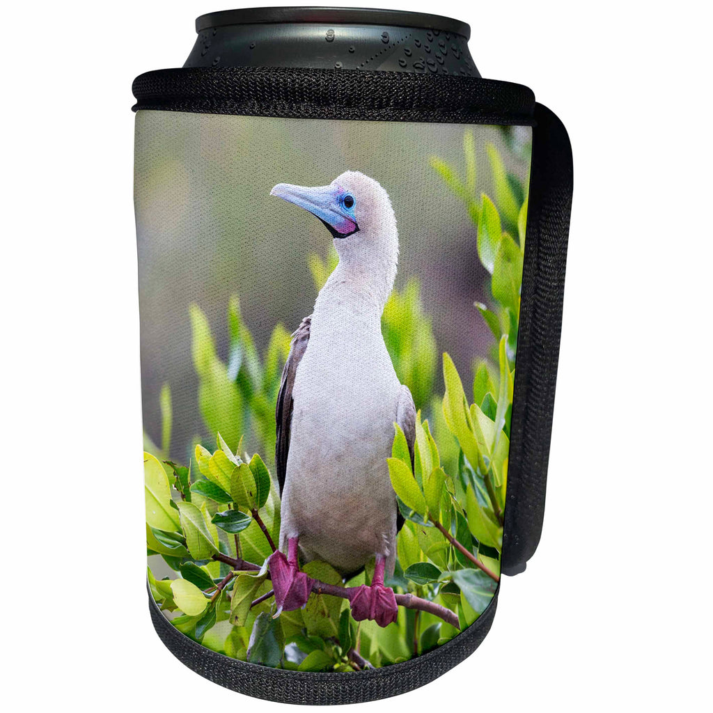 3dRose Danita Delimont - Birds - Ecuador, Galapagos, Genovesa, red-footed booby in mangrove branches. - Can Cooler Bottle Wrap (cc_258416)