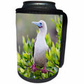 3dRose Danita Delimont - Birds - Ecuador, Galapagos, Genovesa, red-footed booby in mangrove branches. - Can Cooler Bottle Wrap (cc_258416)