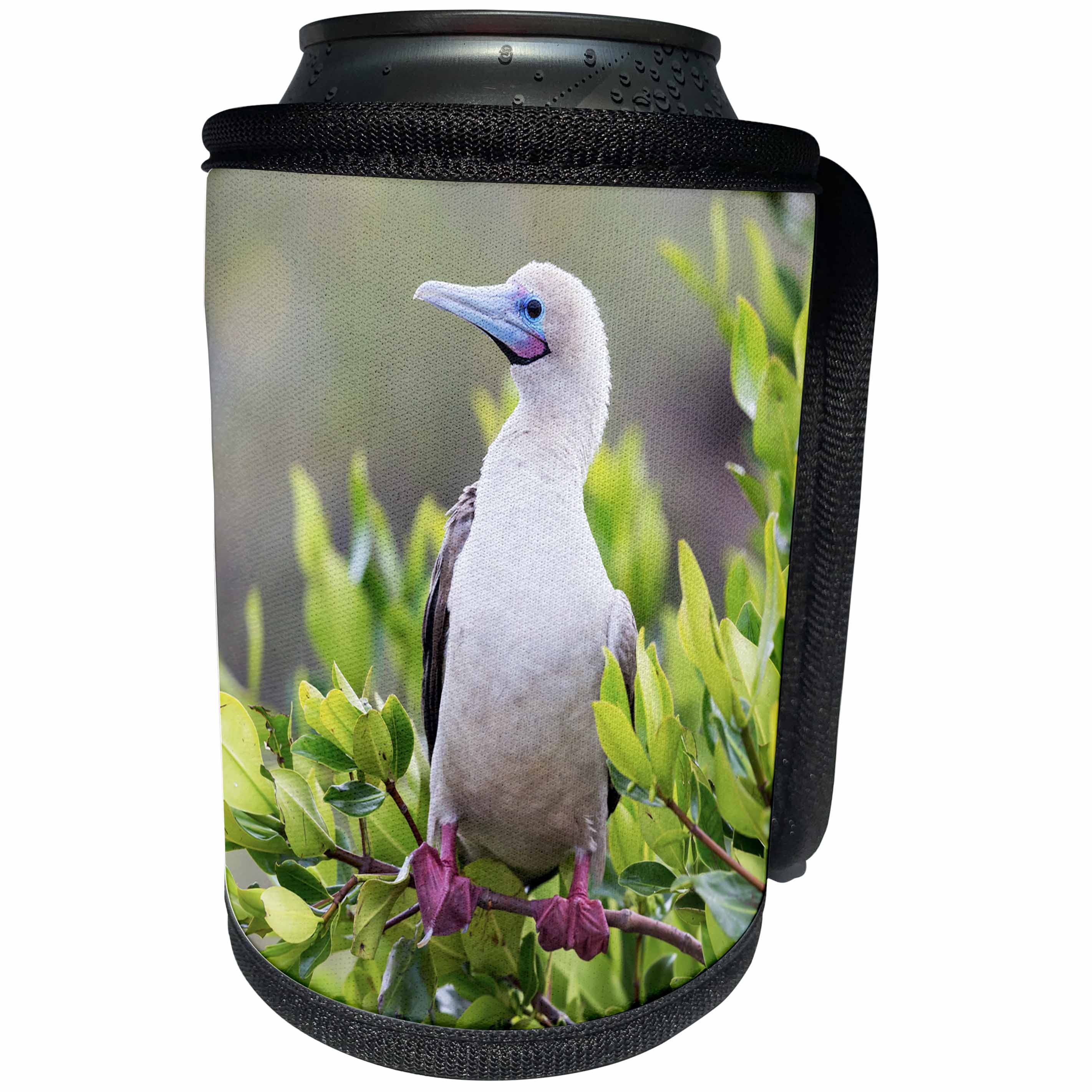 3dRose Danita Delimont - Birds - Ecuador, Galapagos, Genovesa, red-footed booby in mangrove branches. - Can Cooler Bottle Wrap (cc_258416)