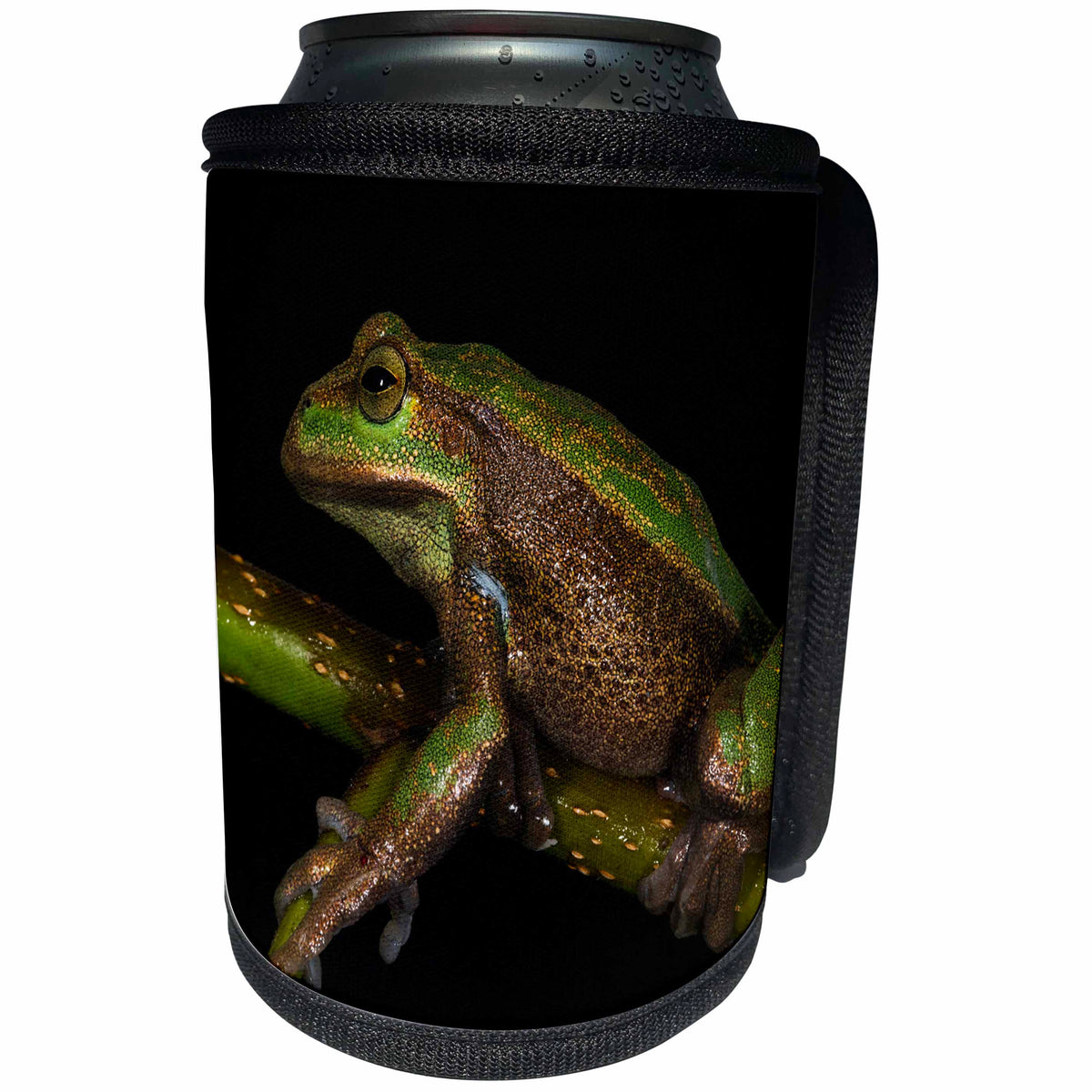 3dRose Danita Delimont - Frogs - Silver Marsupial Frog at the base of Chimborazo Volcano, Ecuador - Can Cooler Bottle Wrap (cc_258426)
