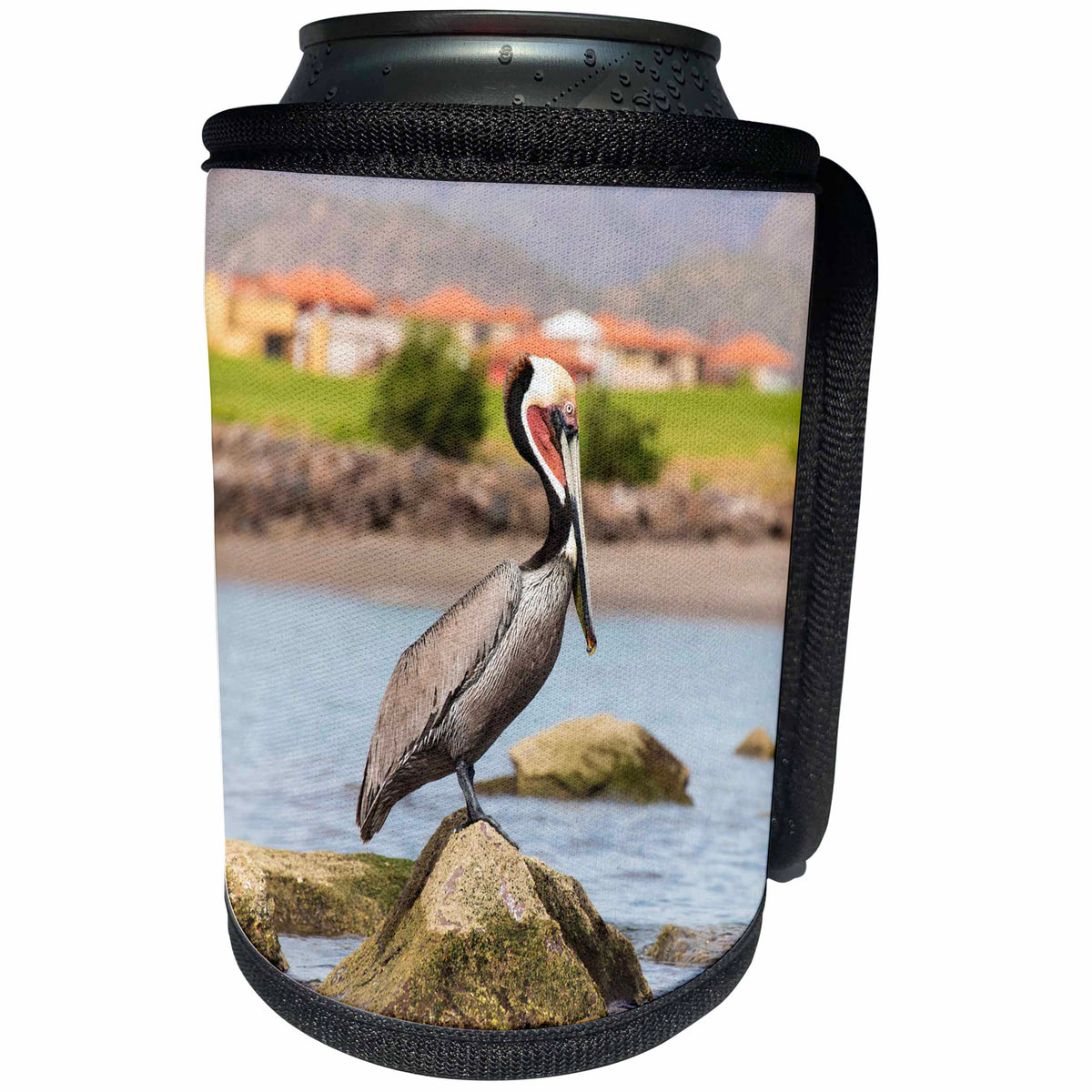 3dRose Danita Delimont - Birds - Mexico, Baja California Sur, Sea of Cortez, Loreto Bay. Brown Pelican. - Can Cooler Bottle Wrap (cc_258516)