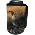 3dRose Danita Delimont - Birds - Male Gambels Quail, Callipepla gambelii, foraging - Can Cooler Bottle Wrap (cc_258738)