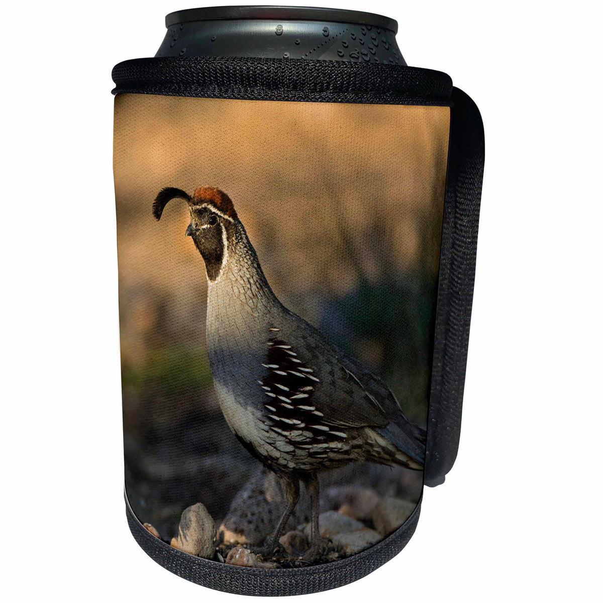 3dRose Danita Delimont - Birds - Male Gambels Quail, Callipepla gambelii, foraging - Can Cooler Bottle Wrap (cc_258738)