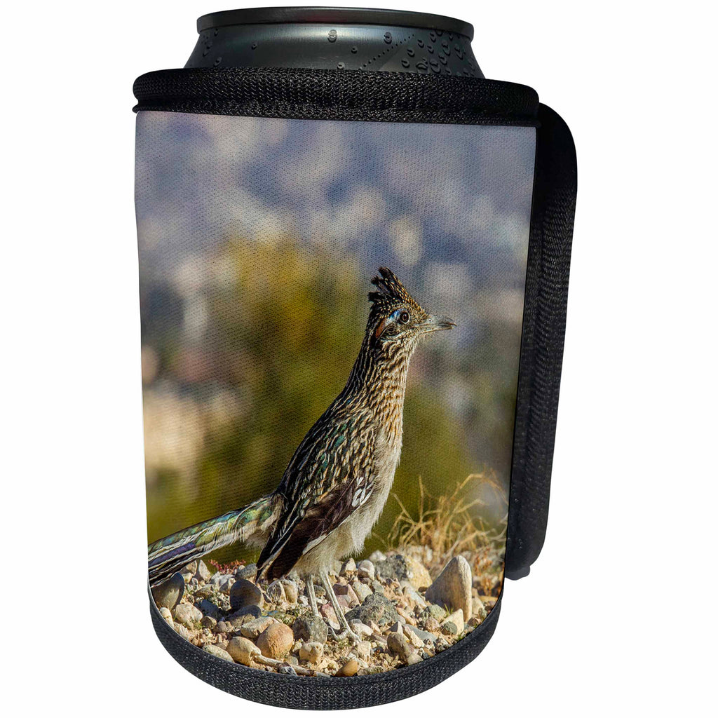3dRose Danita Delimont - Birds - Greater Road Runner on Lake Havasu Island - Can Cooler Bottle Wrap (cc_258741)