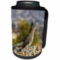 3dRose Danita Delimont - Birds - Greater Road Runner on Lake Havasu Island - Can Cooler Bottle Wrap (cc_258741)