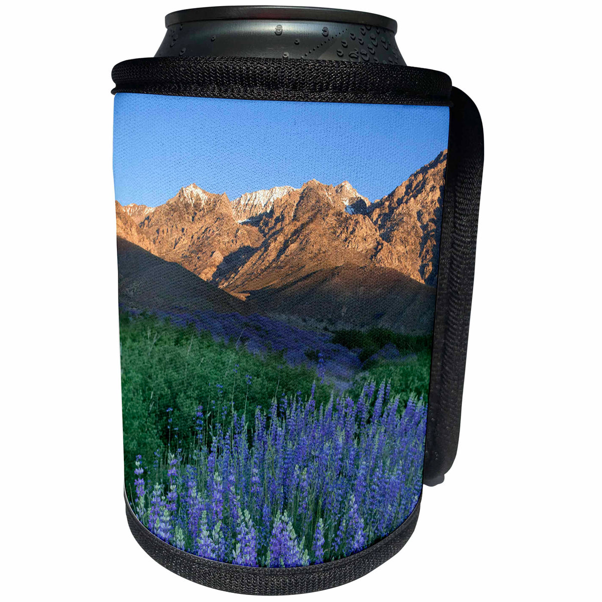 3dRose Danita Delimont - flowers - California, Sierra Nevada. Inyo bush lupine blooms and mountains. - Can Cooler Bottle Wrap (cc_258804)