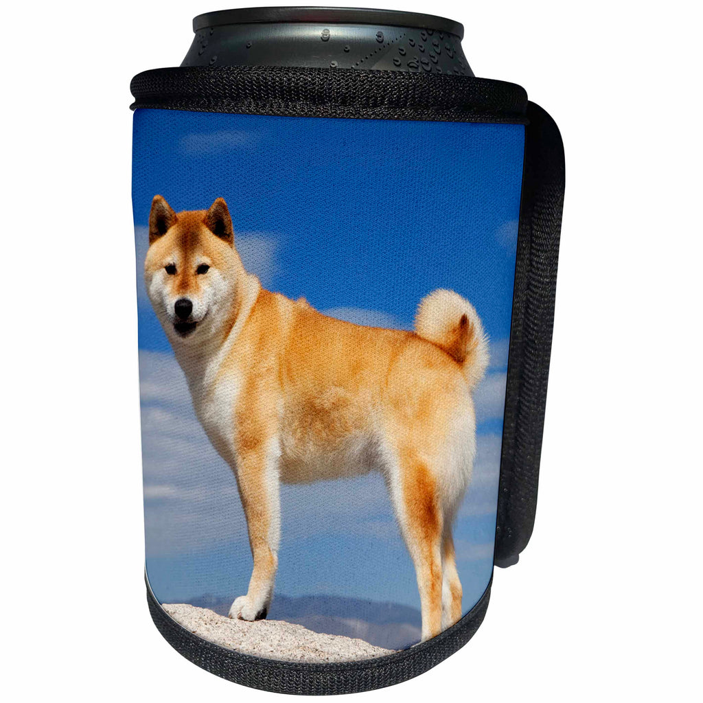 3dRose Danita Delimont - Dogs - USA, California, Bishop. Shiba Inu dog posing. - Can Cooler Bottle Wrap (cc_258815)