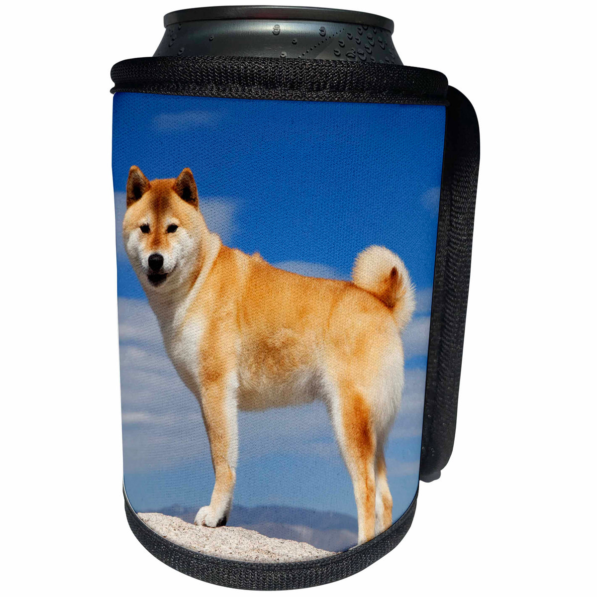 3dRose Danita Delimont - Dogs - USA, California, Bishop. Shiba Inu dog posing. - Can Cooler Bottle Wrap (cc_258815)