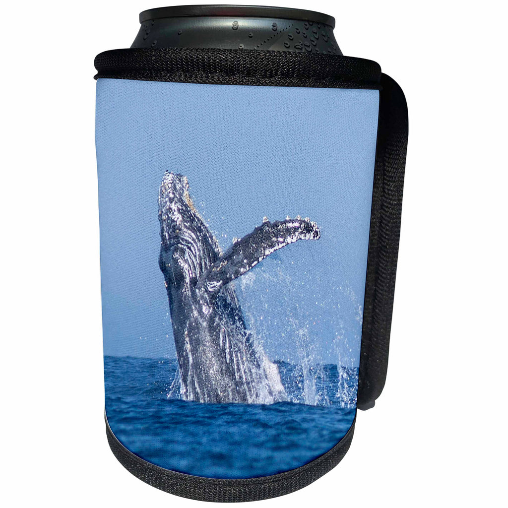 3dRose Danita Delimont - Whales - USA, California, La Jolla. Humpback whale jumping - Can Cooler Bottle Wrap (cc_258823)
