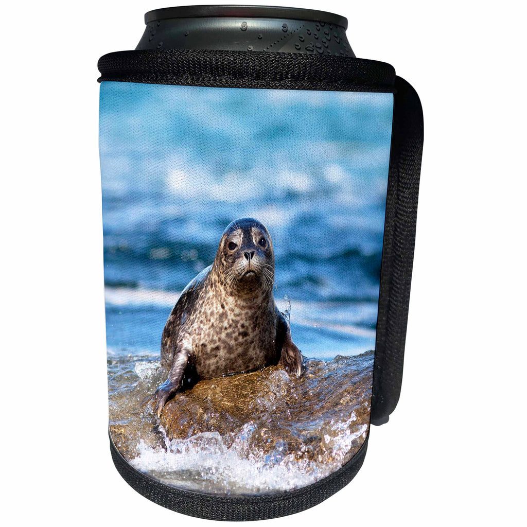 3dRose Danita Delimont - Seals - USA, California, La Jolla. Baby harbor seal on rock. - Can Cooler Bottle Wrap (cc_258833)