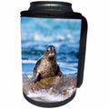 3dRose Danita Delimont - Seals - USA, California, La Jolla. Baby harbor seal on rock. - Can Cooler Bottle Wrap (cc_258833)