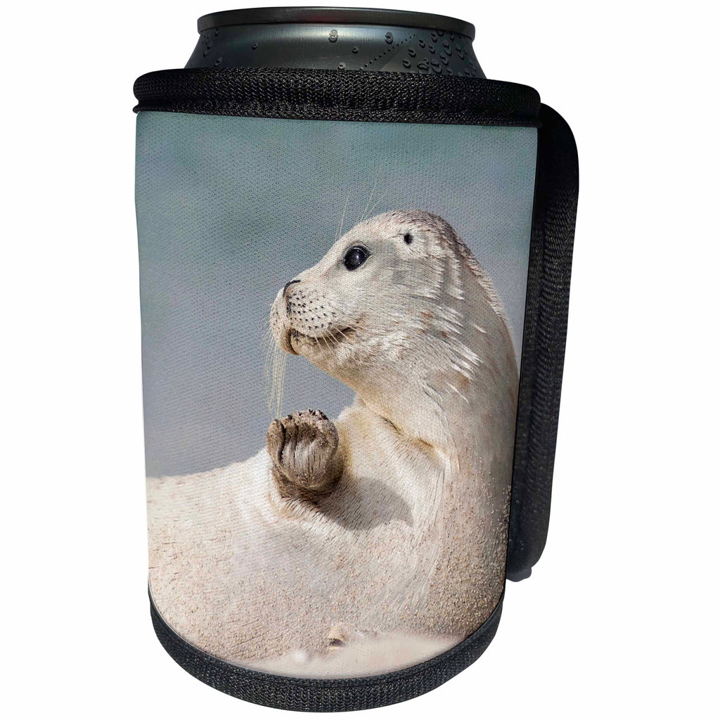 3dRose Danita Delimont - Seals - USA, California, La Jolla. White baby harbor seal on sand. - Can Cooler Bottle Wrap (cc_258834)