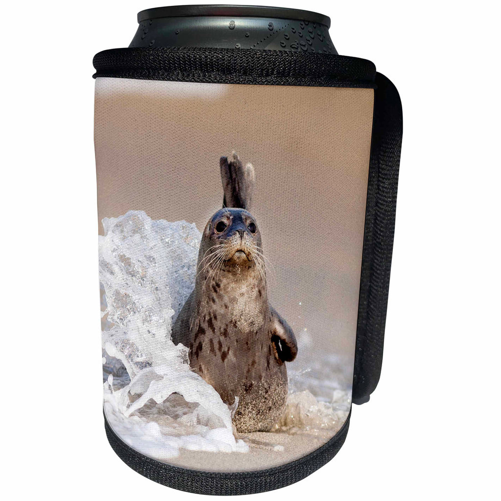 3dRose Danita Delimont - Seals - USA, California, La Jolla. Baby harbor seal with wave crashing - Can Cooler Bottle Wrap (cc_258835)