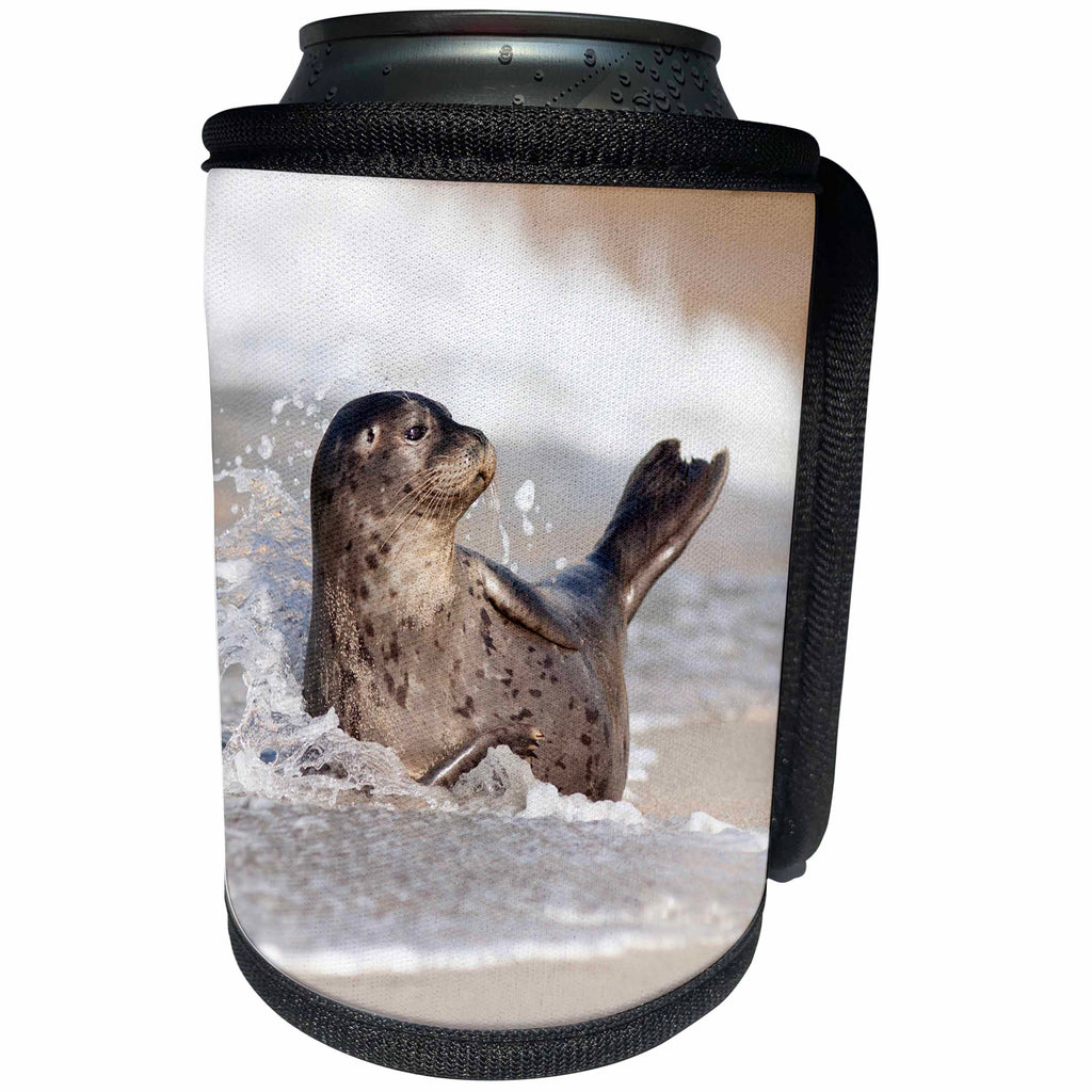 3dRose Danita Delimont - Seals - USA, California, La Jolla. Baby harbor seal on sand. - Can Cooler Bottle Wrap (cc_258836)