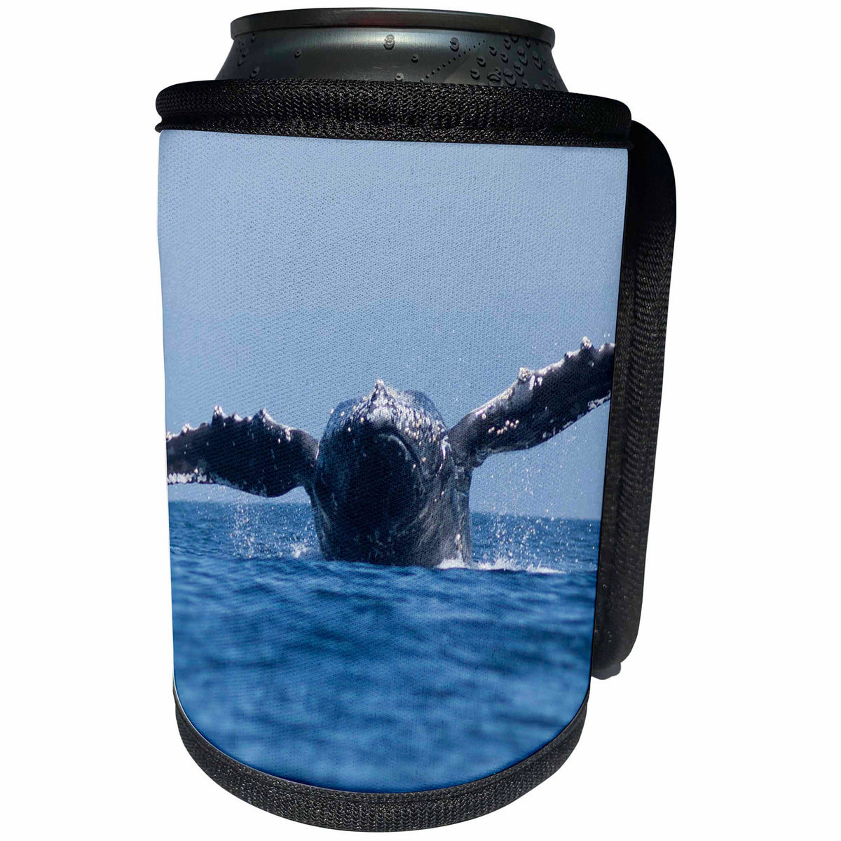 3dRose Danita Delimont - Whales - USA, California, La Jolla. Humpback whale breaching - Can Cooler Bottle Wrap (cc_258838)