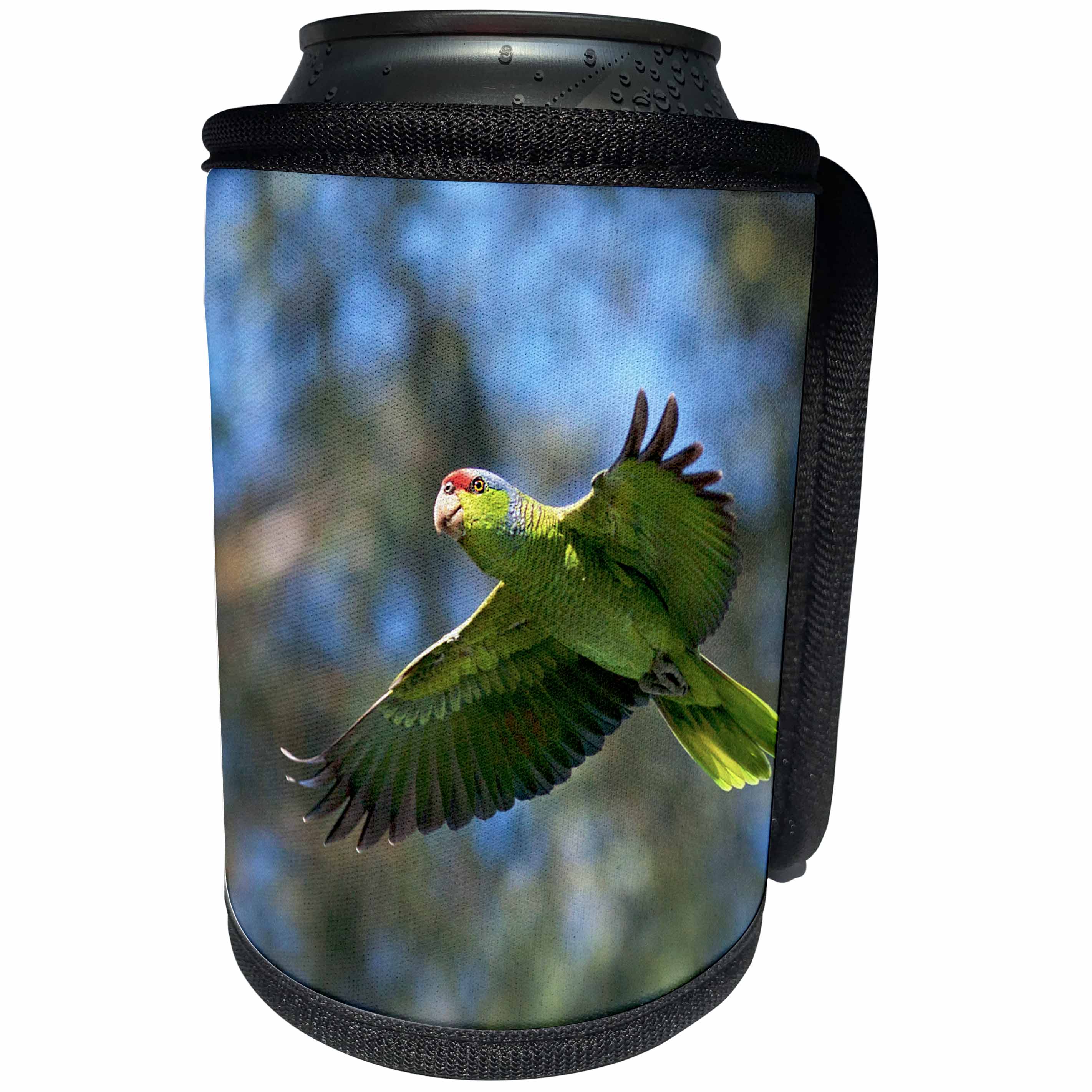 3dRose Danita Delimont - Parrots - USA, California, San Diego. Wild parrot in flight. - Can Cooler Bottle Wrap (cc_258843)