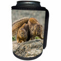 3dRose Danita Delimont - Squirrels - California, Piedras Blancas. California ground squirrels courtship. - Can Cooler Bottle Wrap (cc_258847)