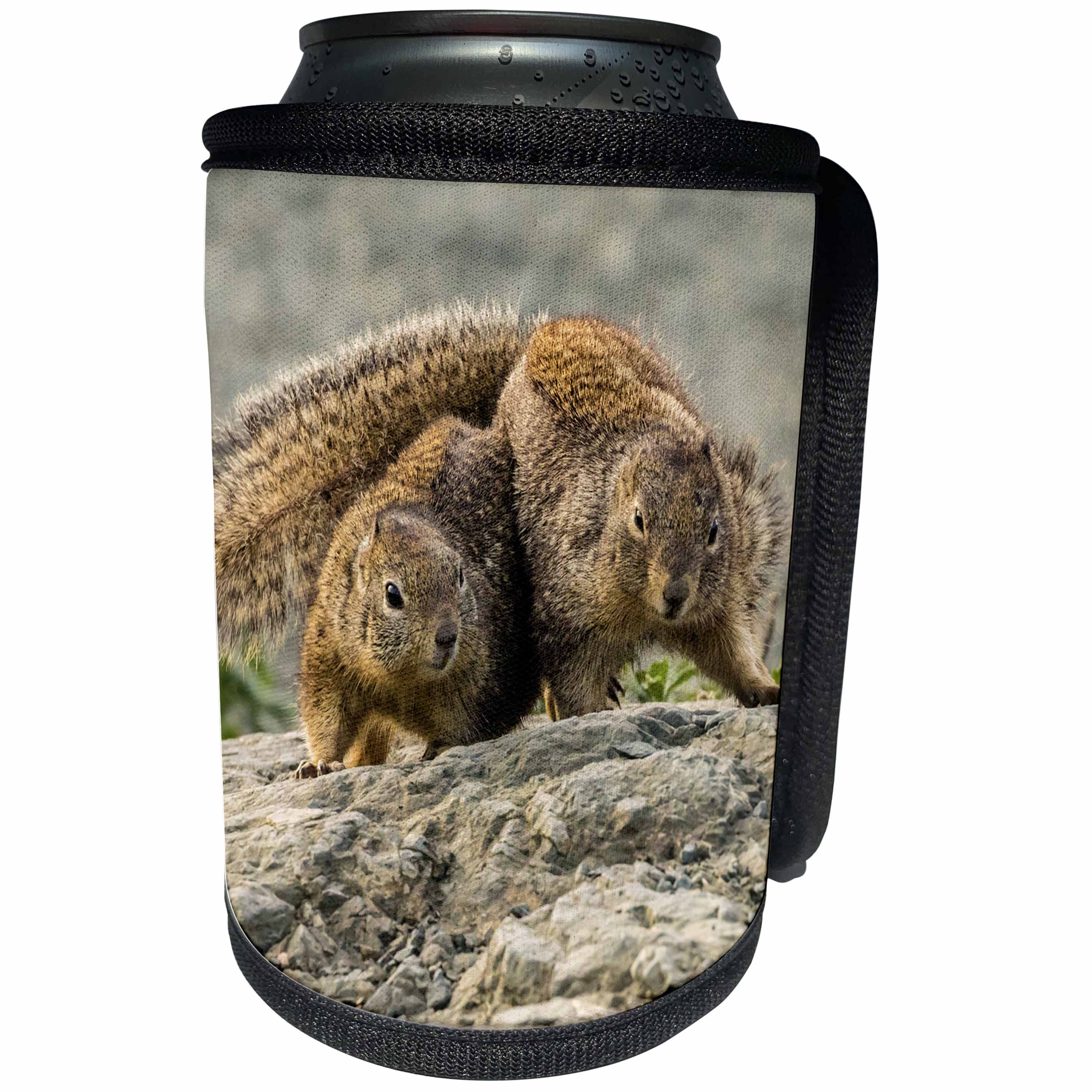 3dRose Danita Delimont - Squirrels - California, Piedras Blancas. California ground squirrels courtship. - Can Cooler Bottle Wrap (cc_258847)