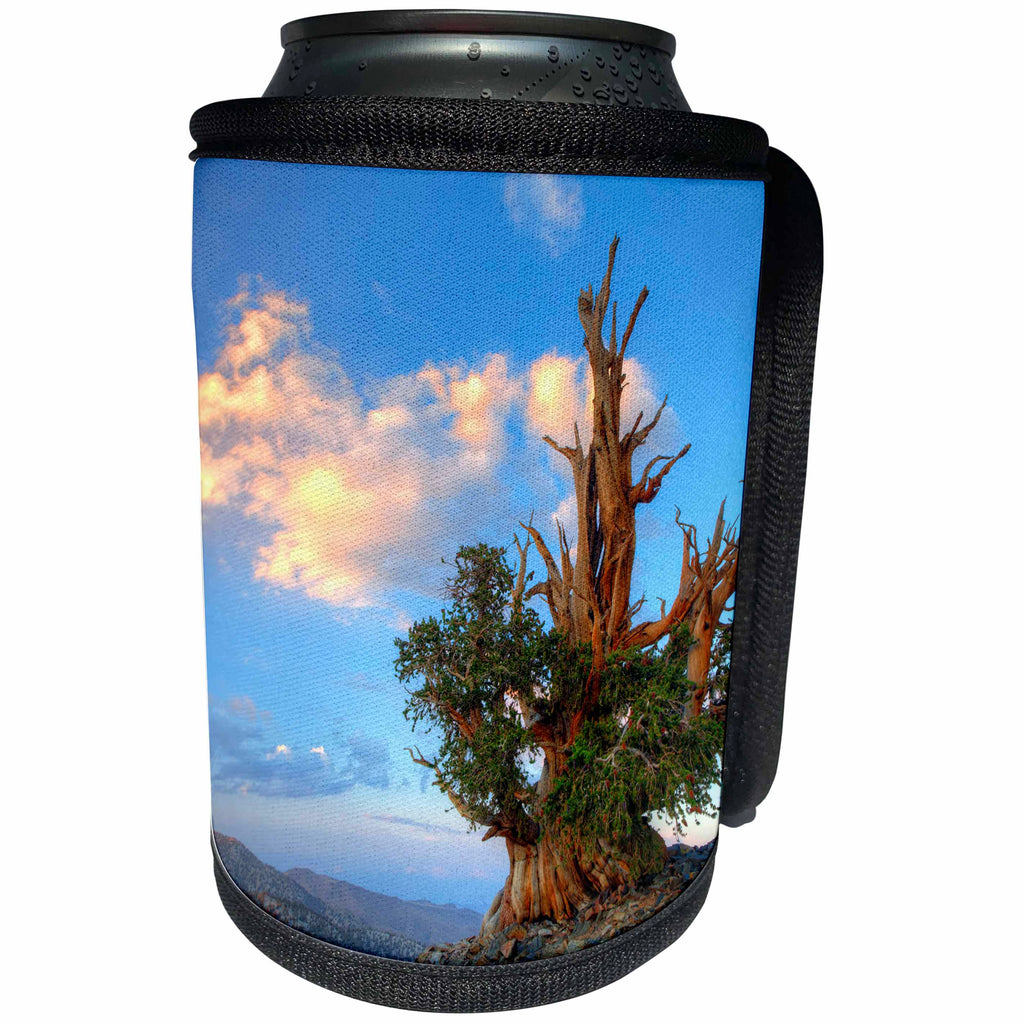 3dRose Danita Delimont - Trees - USA, California. Bristlecone pine tree in White Mountains. - Can Cooler Bottle Wrap (cc_258848)