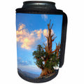 3dRose Danita Delimont - Trees - USA, California. Bristlecone pine tree in White Mountains. - Can Cooler Bottle Wrap (cc_258848)