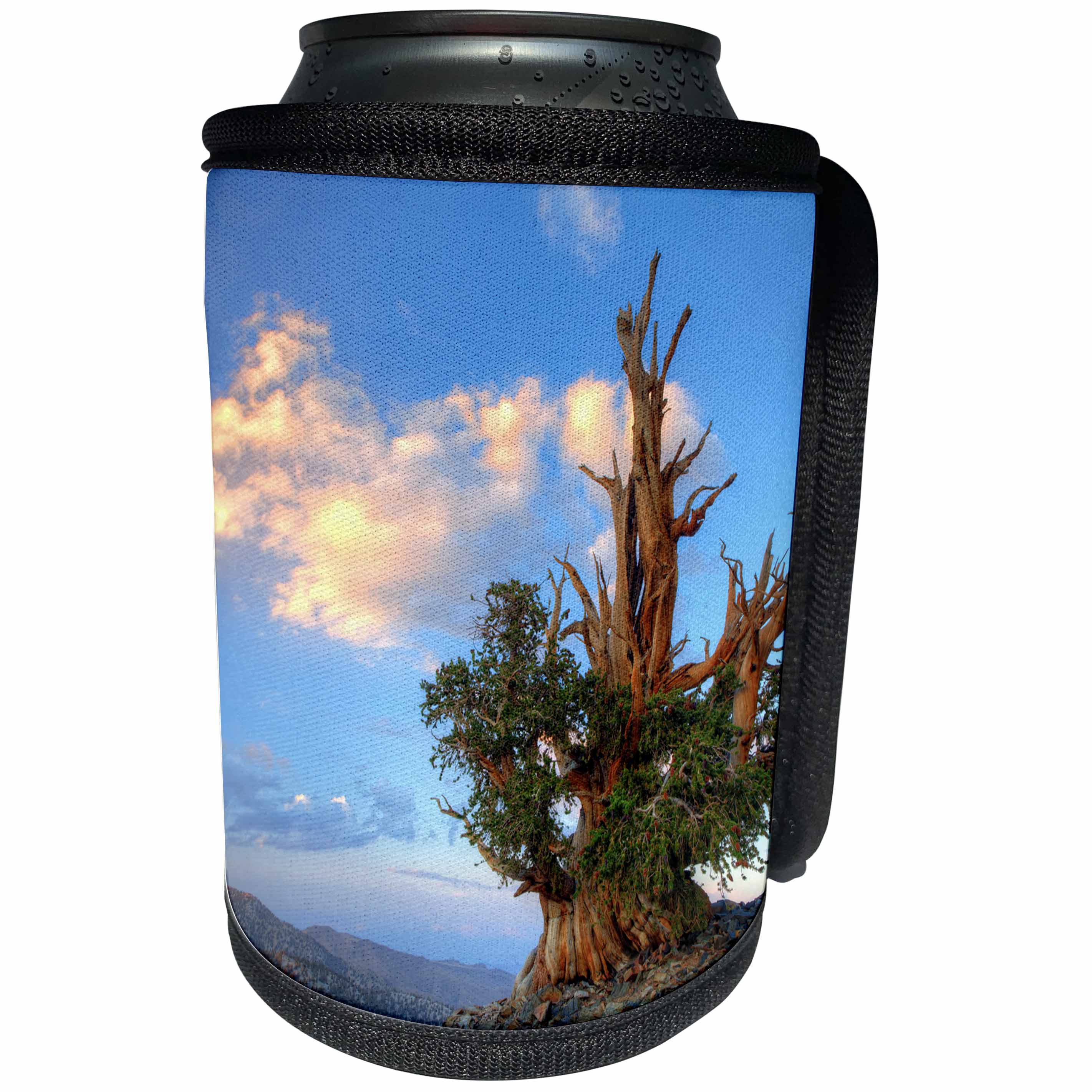 3dRose Danita Delimont - Trees - USA, California. Bristlecone pine tree in White Mountains. - Can Cooler Bottle Wrap (cc_258848)