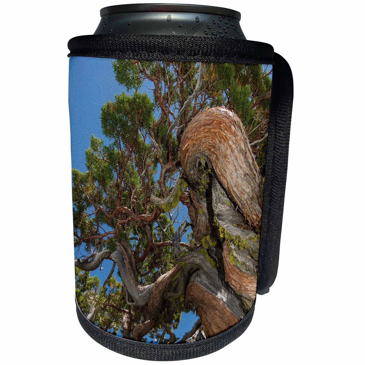 3dRose Danita Delimont - Trees - Ancient Juniper Tree near Echo Lake, California - Can Cooler Bottle Wrap (cc_258870)
