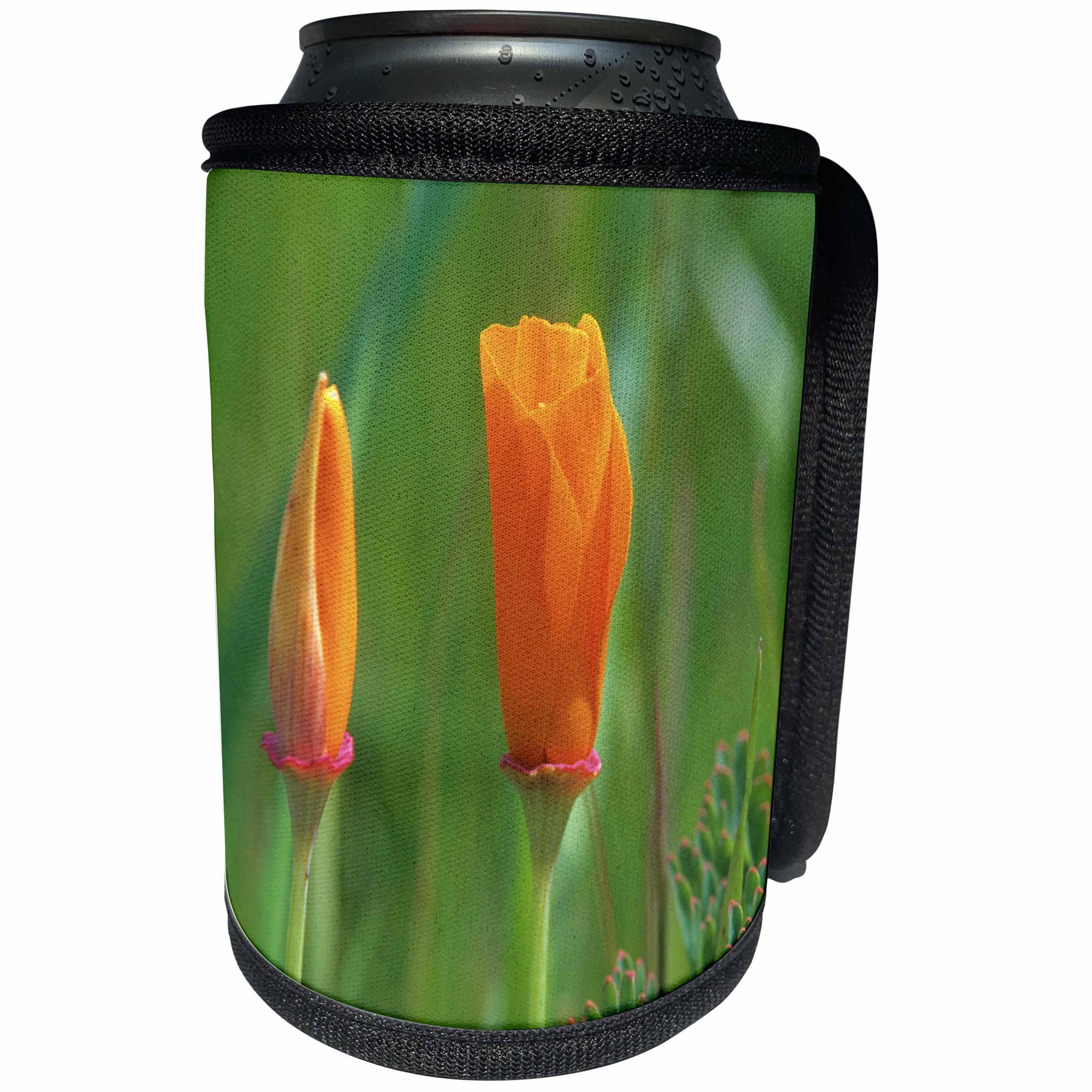 3dRose Danita Delimont - Flowers - California golden poppies about to bloom - Can Cooler Bottle Wrap (cc_258873)