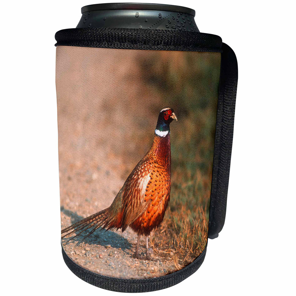 3dRose Danita Delimont - Birds - Ring necked pheasant on a country road, Sacramento NWR, California - Can Cooler Bottle Wrap (cc_258875)