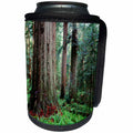 3dRose Danita Delimont - Trees - USA, California, Prairie Creek Redwoods State Park, Redwoods Forest. - Can Cooler Bottle Wrap (cc_258883)
