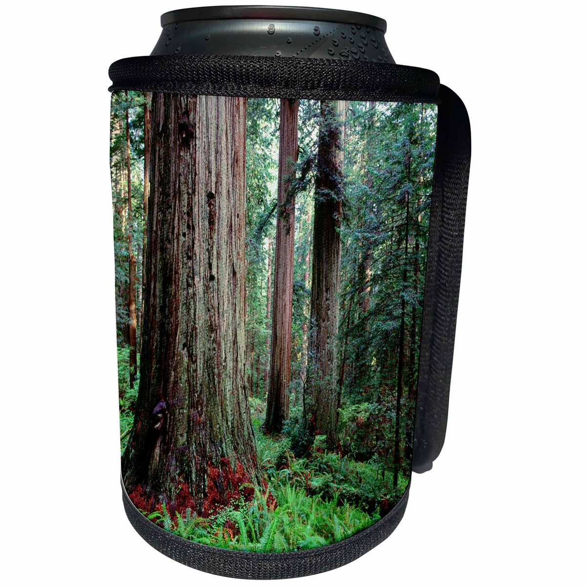3dRose Danita Delimont - Trees - USA, California, Prairie Creek Redwoods State Park, Redwoods Forest. - Can Cooler Bottle Wrap (cc_258883)