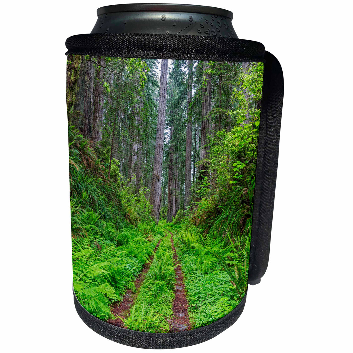 3dRose Danita Delimont - Roads - California, Del Norte Coast, Damnation Creek Trail and Redwood trees - Can Cooler Bottle Wrap (cc_258901)