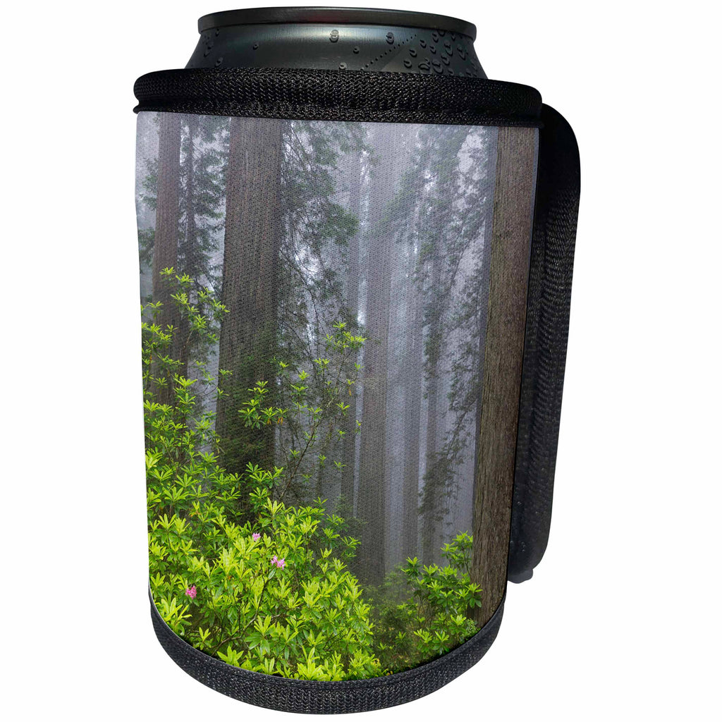 3dRose Danita Delimont - Trees - California, Del Norte Coast Redwoods State Park, redwood forest - Can Cooler Bottle Wrap (cc_258907)