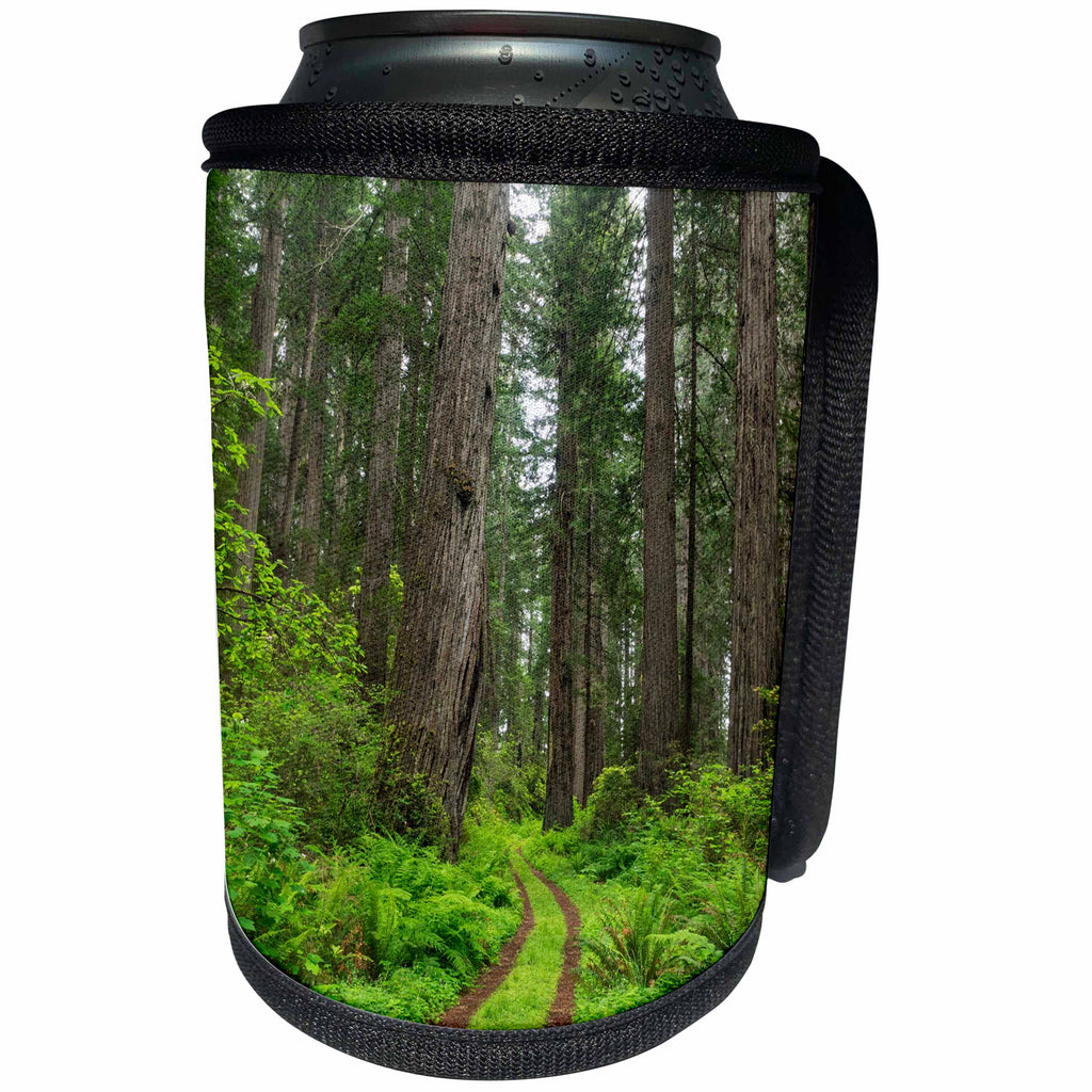 3dRose Danita Delimont - Roads - California, Del Norte Coast, Trail through Redwood forest. - Can Cooler Bottle Wrap (cc_258909)
