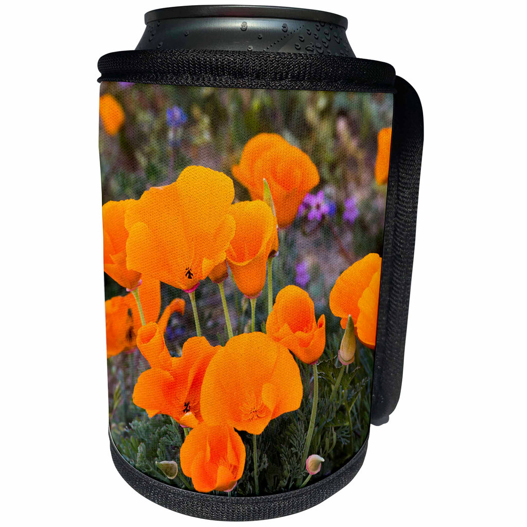 3dRose Danita Delimont - Flowers - California, Antelope Valley. California Poppies blooming in spring - Can Cooler Bottle Wrap (cc_258919)