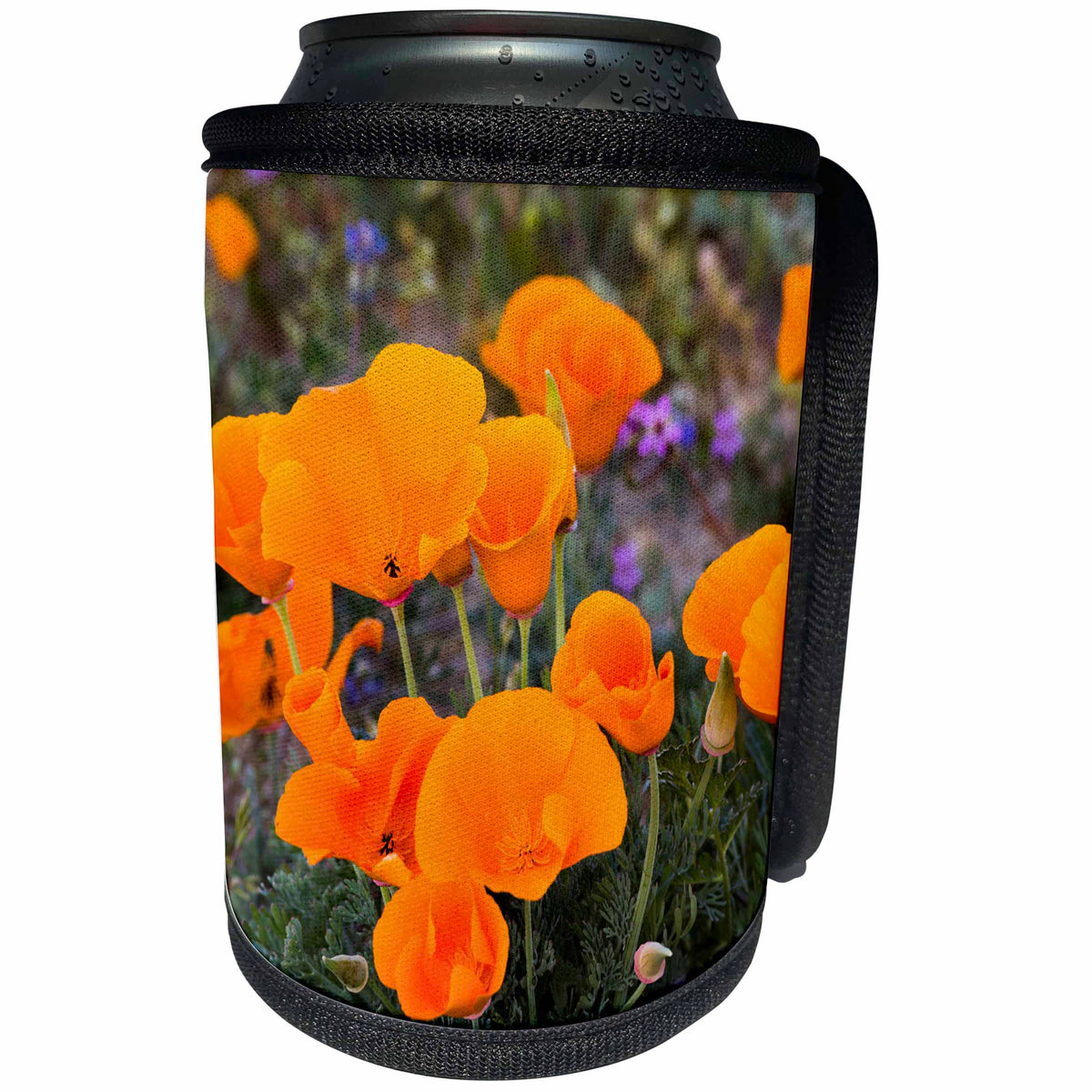 3dRose Danita Delimont - Flowers - California, Antelope Valley. California Poppies blooming in spring - Can Cooler Bottle Wrap (cc_258919)