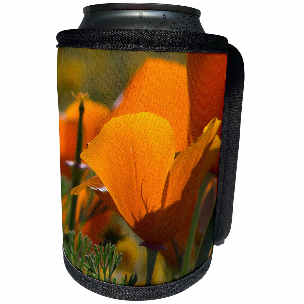 3dRose Danita Delimont - Flowers - Usa, California, Antelope Valley. California Poppy blooming in spring - Can Cooler Bottle Wrap (cc_258921)