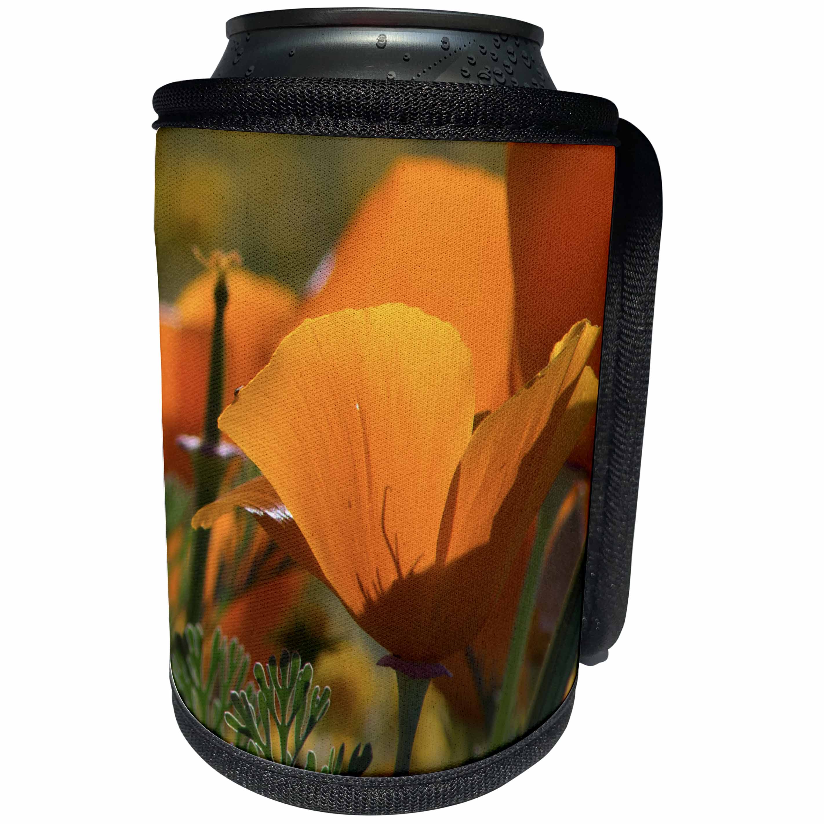 3dRose Danita Delimont - Flowers - Usa, California, Antelope Valley. California Poppy blooming in spring - Can Cooler Bottle Wrap (cc_258921)